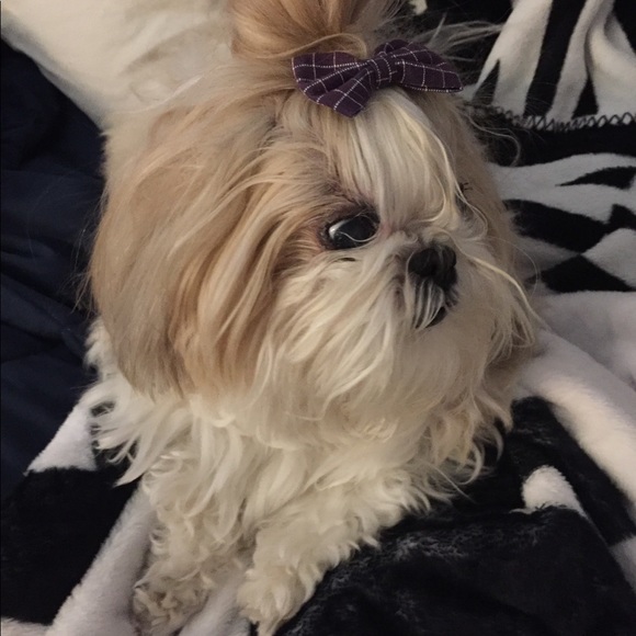 Boy bun and bows - Picture 3 of 4